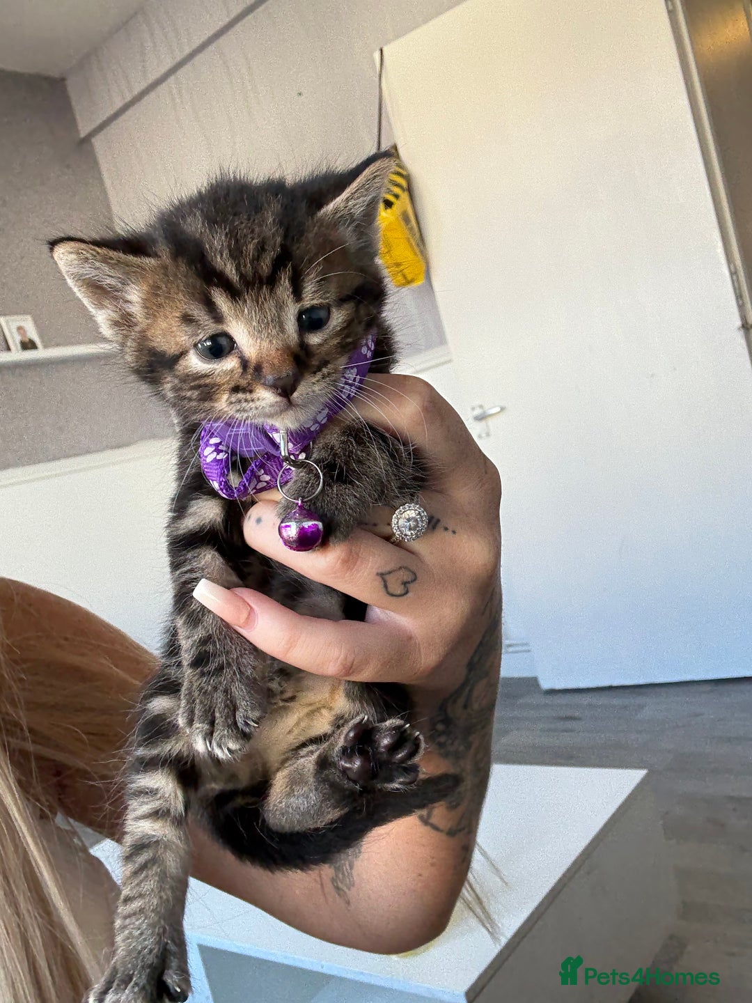 Bengal cats for sale: 5 kittens ready to go soon - Image 8