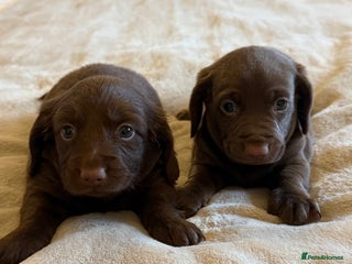 Mixed Breed dogs Beautiful Doxiepoos - Advert 17