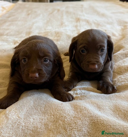 Mixed Breed dogs - Advert 8