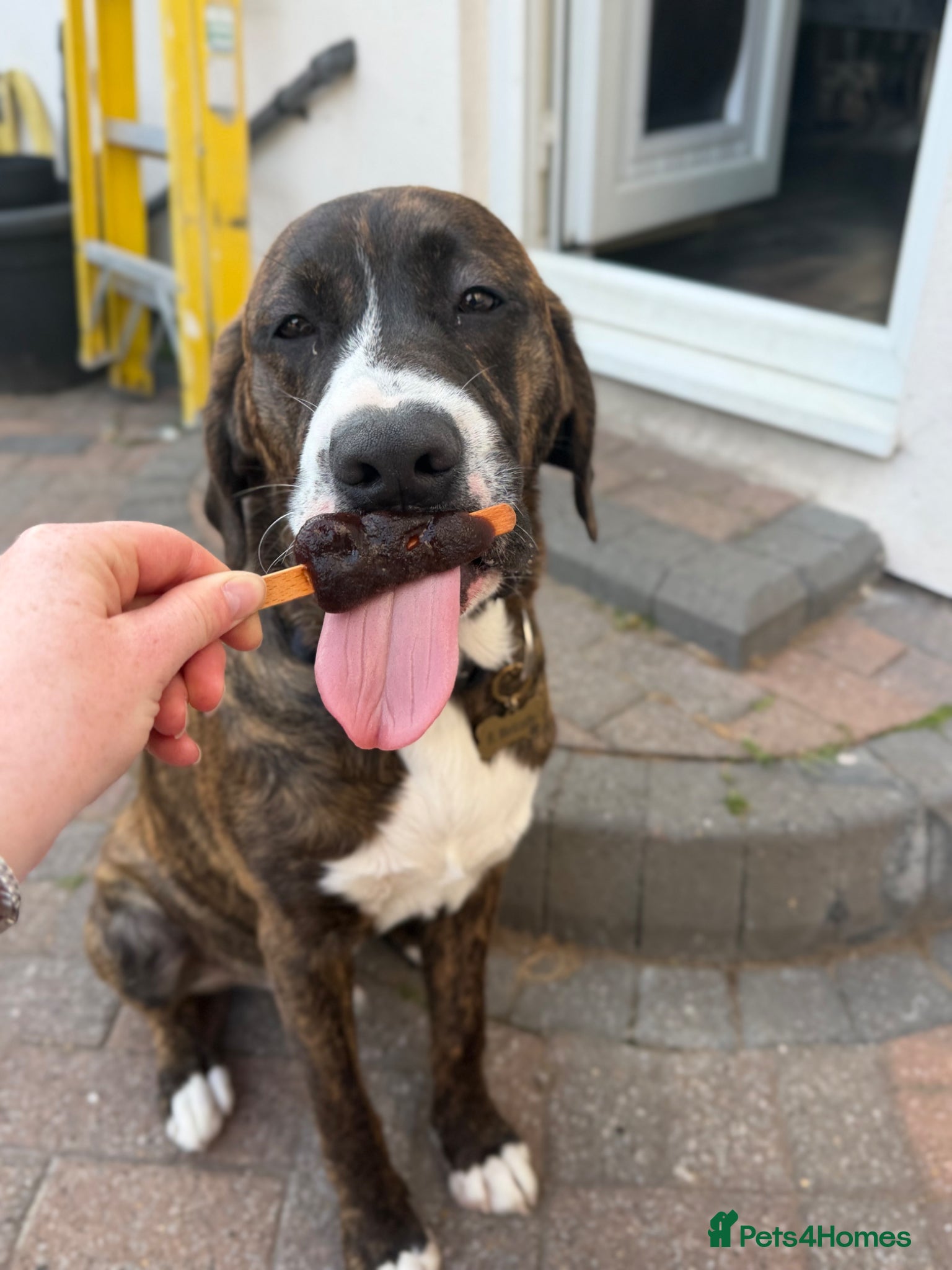 Mixed Breed dogs for sale: cane corso x labrador  - Advert 3