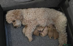 Poodle dogs for sale: Poodles  - Advert 4
