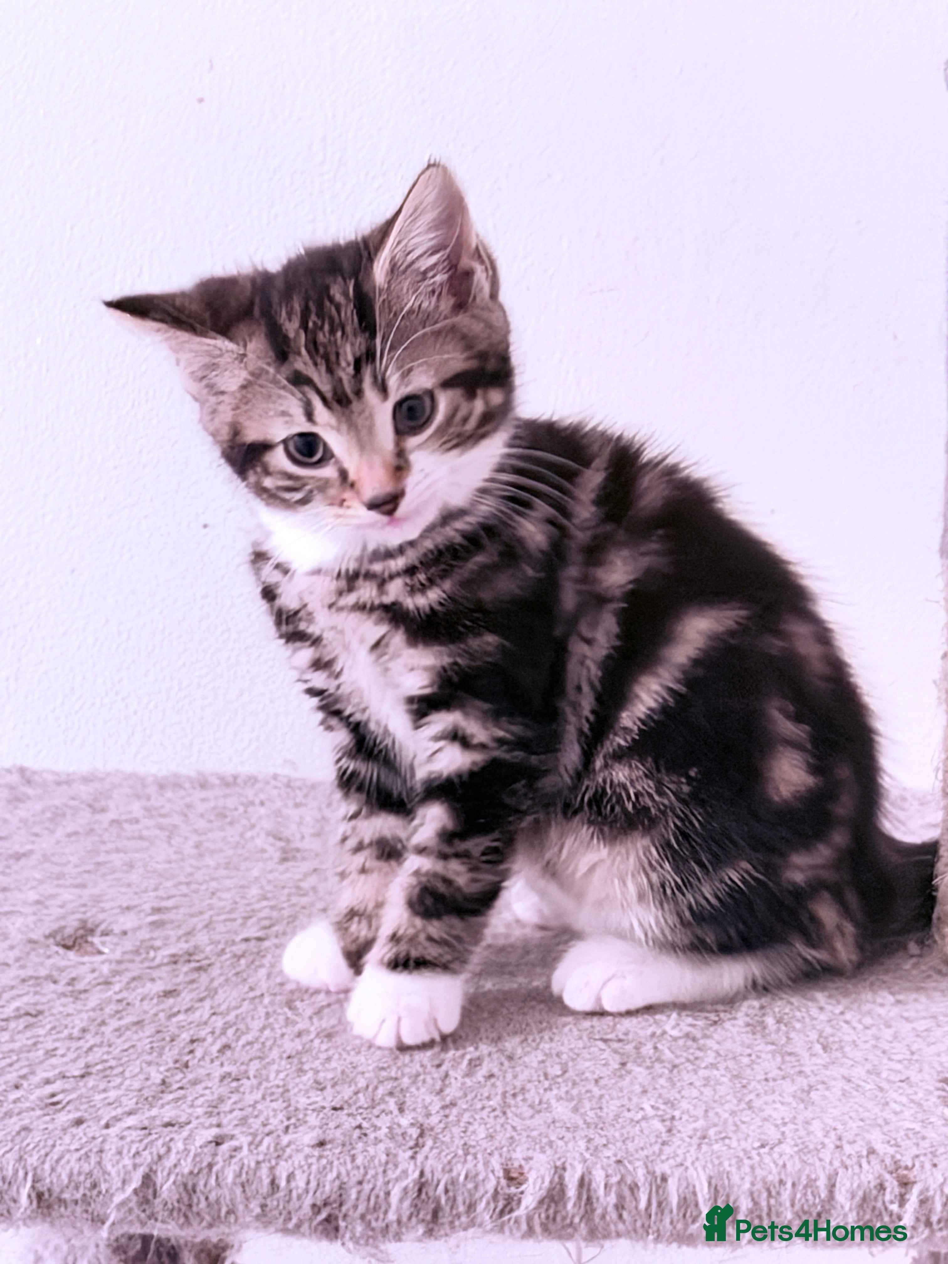 British Shorthair cats Stunning British Tabby Kittens – Ready April 4th - Advert 2