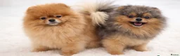 Pomeranian dogs for sale: ✨ UPCOMING LITTER OF POMERANIANS ✨ - Advert 1