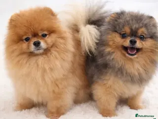 Pomeranian dogs ✨ UPCOMING LITTER OF POMERANIANS ✨ - Advert 1