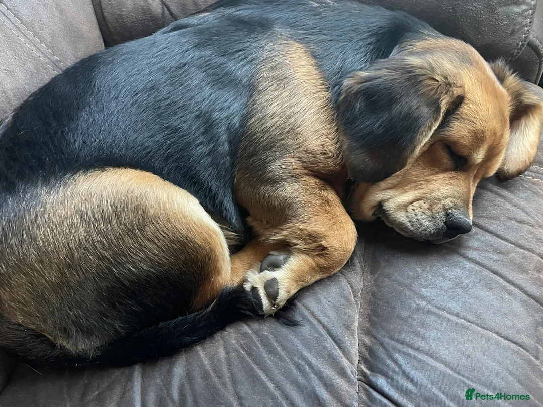 Mixed Breed dogs for sale: In need of loving home  - Advert 1