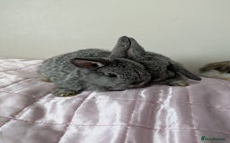 Mini Lop rabbits for sale: Gorgeous Fluffy Purebred Mini Lop bunnies - Image 17