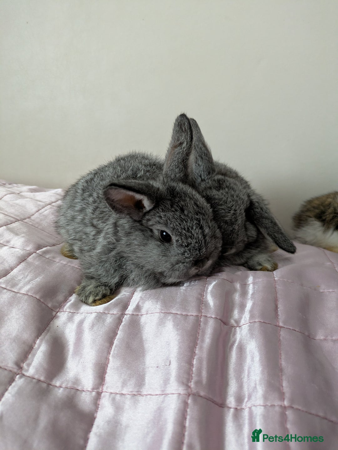 Mini Lop rabbits for sale: Gorgeous Fluffy Purebred Mini Lop bunnies - Image 17
