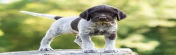 German Wirehaired Pointer dogs for sale: 1ST VACC GIVEN, HEALTH CHECKED KC REG GWP PUPS  - Advert 16