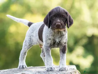 German Wirehaired Pointer dogs BEAUTIFUL HEALTHY KC REGISTERED GWP PUPS - Advert 18