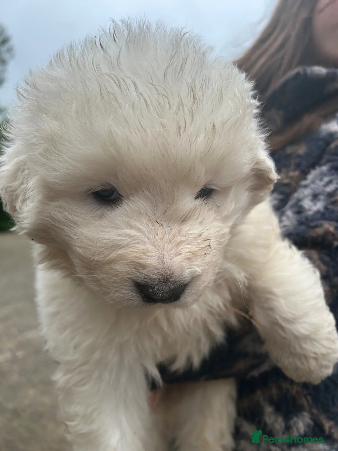 Maremma Sheepdog dogs for sale:  maremma sheepdog puppies - Advert 2