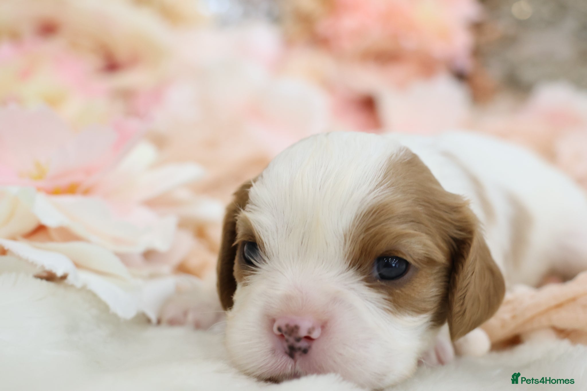 Cavalier King Charles Spaniel dogs HEALTH TESTED KC Cavalier King Charles Spaniels - Advert 5