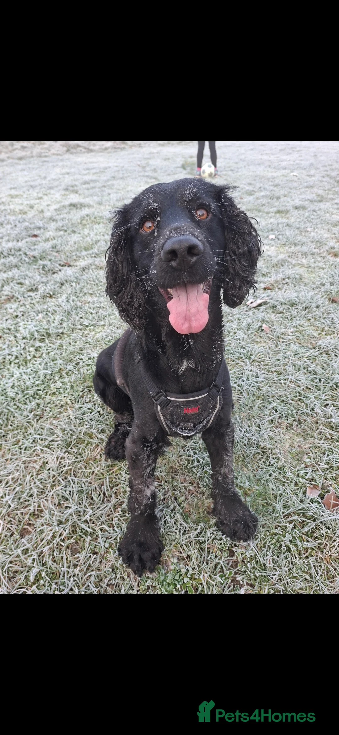 Sprocker dogs for stud: Sprocker stud - Advert 4