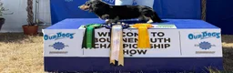 Miniature Dachshund dogs for stud: Longhaired Mini Dachshund Black&Cream Stud  - Advert 5