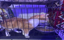Mixed Breed cats for sale: ****** for sale comes with cage. - Image 1