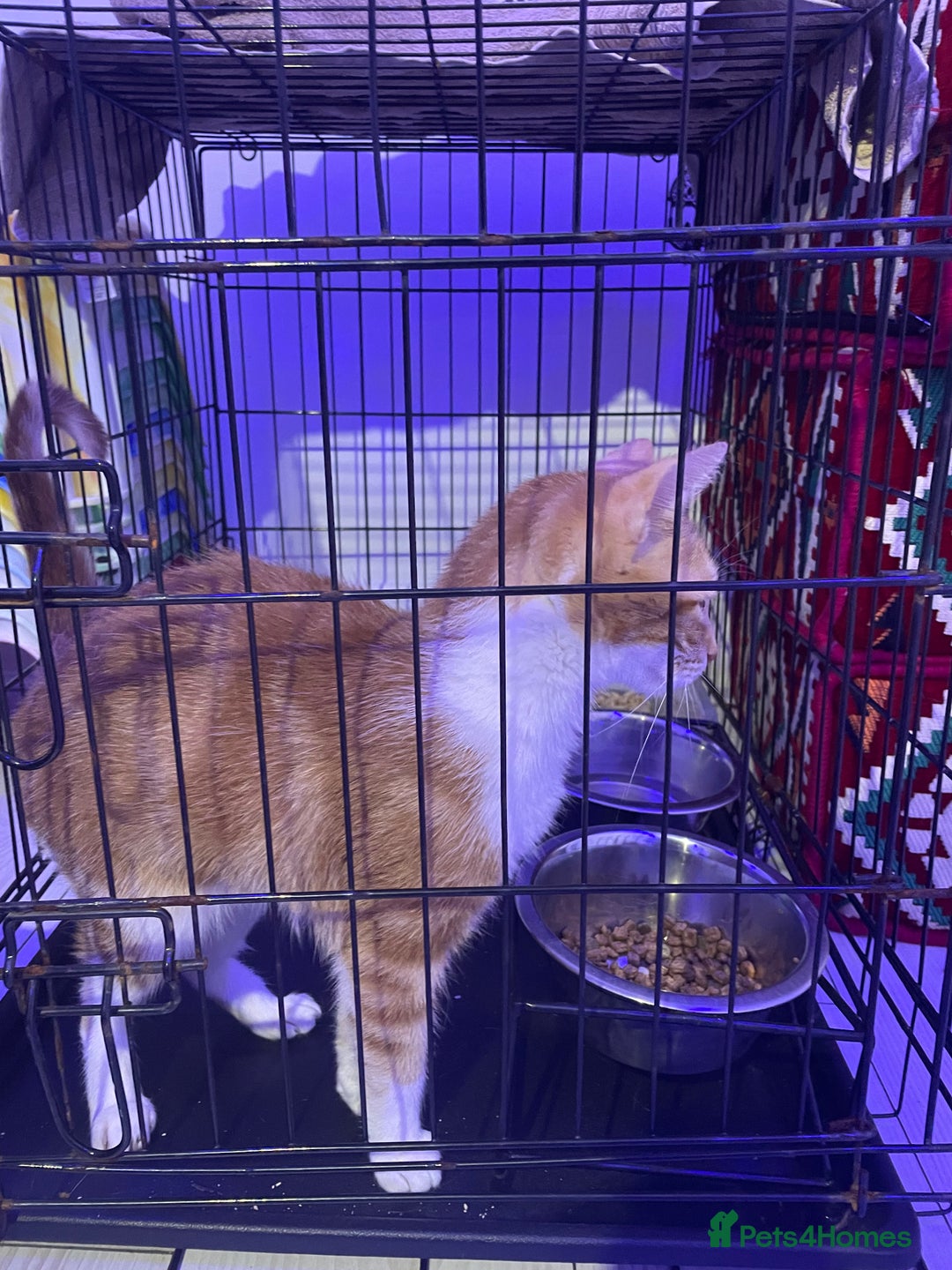Mixed Breed cats for sale: ****** for sale comes with cage. - Image 1