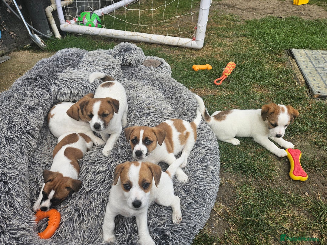 Jack Russell dogs for sale: Pure jack russell puppies  - Image 12