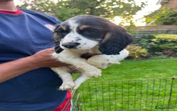 English Springer Spaniel dogs for sale: Traditional English springer spaniels  - Image 9
