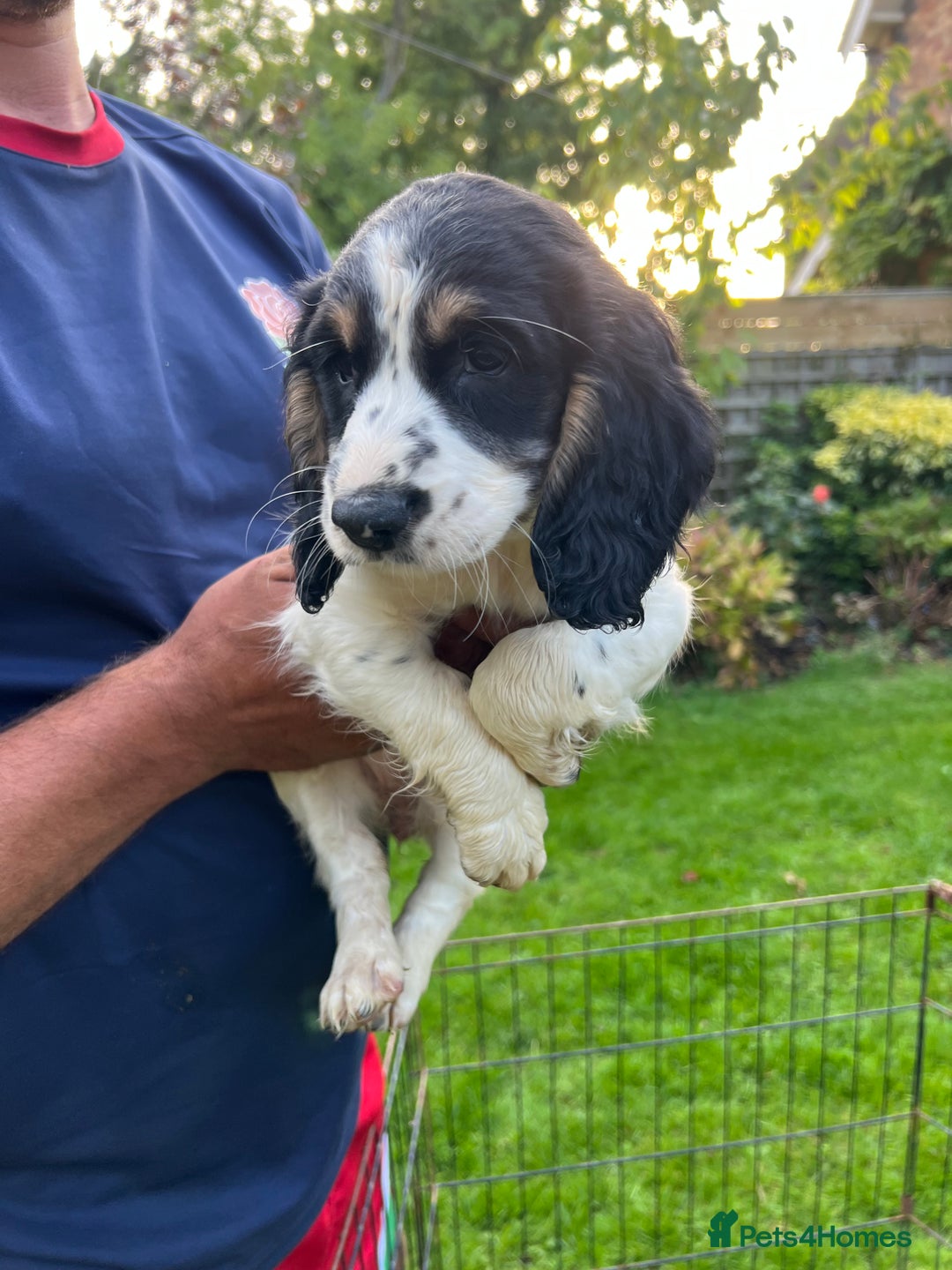 English Springer Spaniel dogs for sale: Traditional English springer spaniels  - Image 9