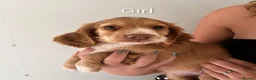 Cocker Spaniel dogs for sale: Champion working pedigree Gold/Red Cocker Spaniels in Doncaster - Advert 5