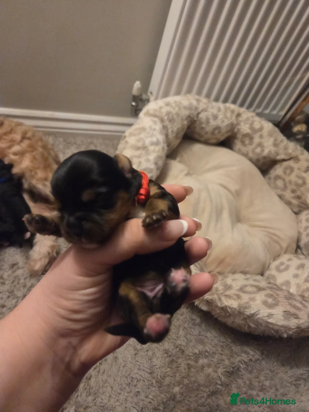 Mixed Breed dogs for sale: Yorkipoo - Advert 2