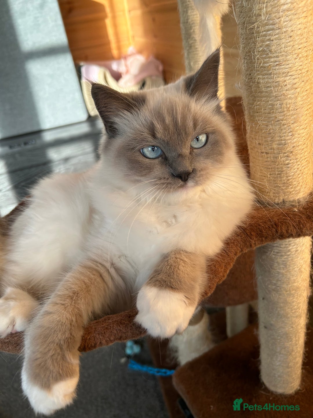 Ragdoll cats for sale: Very friendly fluffy girls - Image 6
