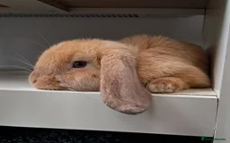 Mini Lop rabbits for sale: Bunny looking for a good home. Need gone asap.  - Advert 6