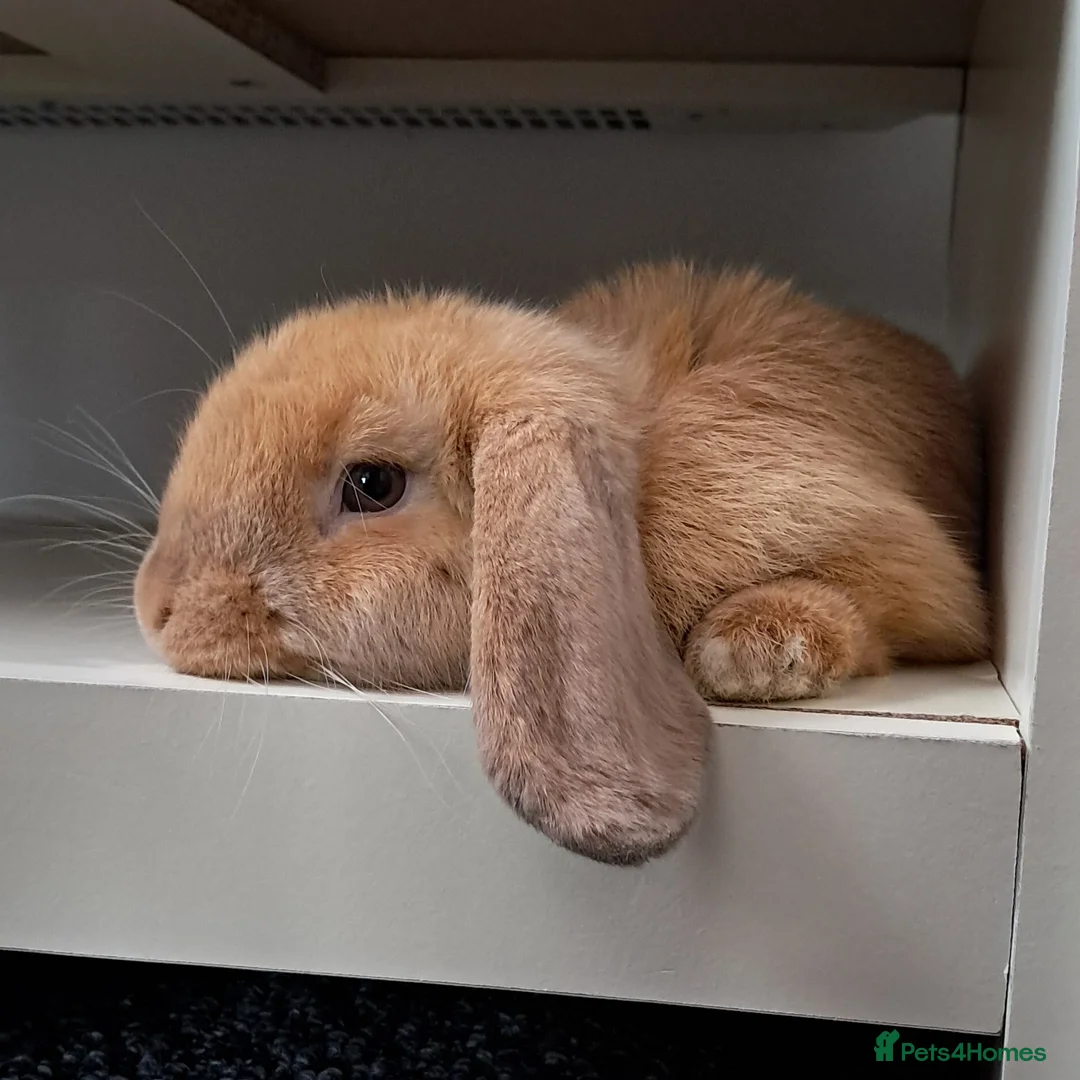 Mini Lop rabbits for sale: Bunny looking for a good home. Need gone asap.  - Advert 6