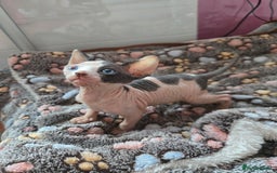 Sphynx cats for sale: Blue Eyes sphynx kittens GCCF and TICA  - Image 18