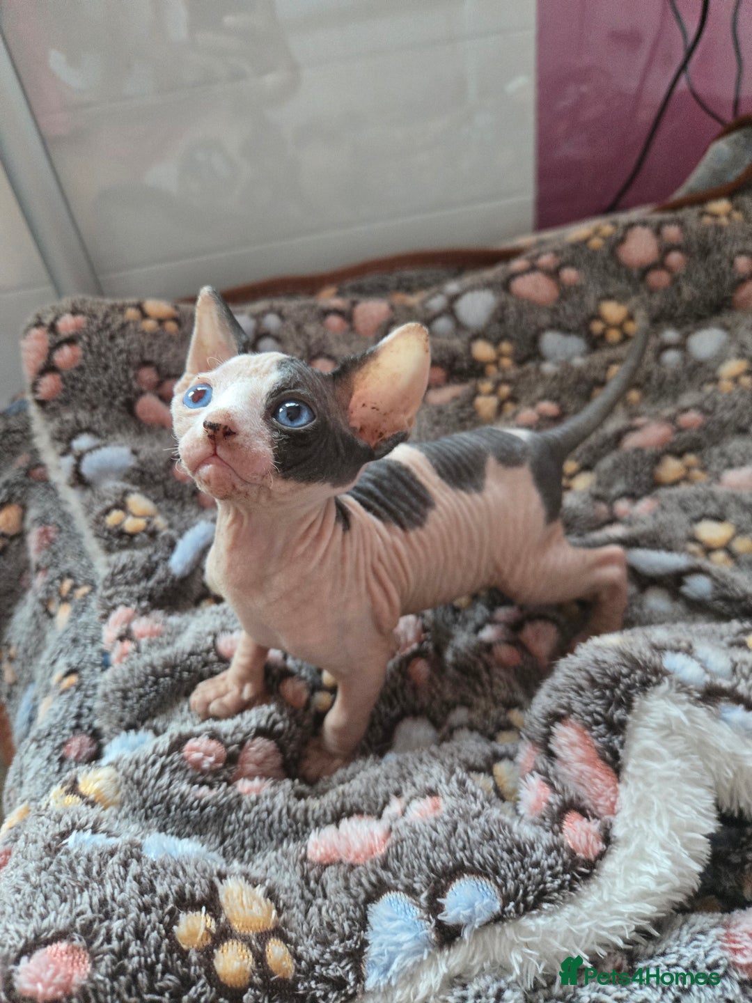 Sphynx cats for sale: Blue Eyes sphynx kittens GCCF and TICA  - Image 18