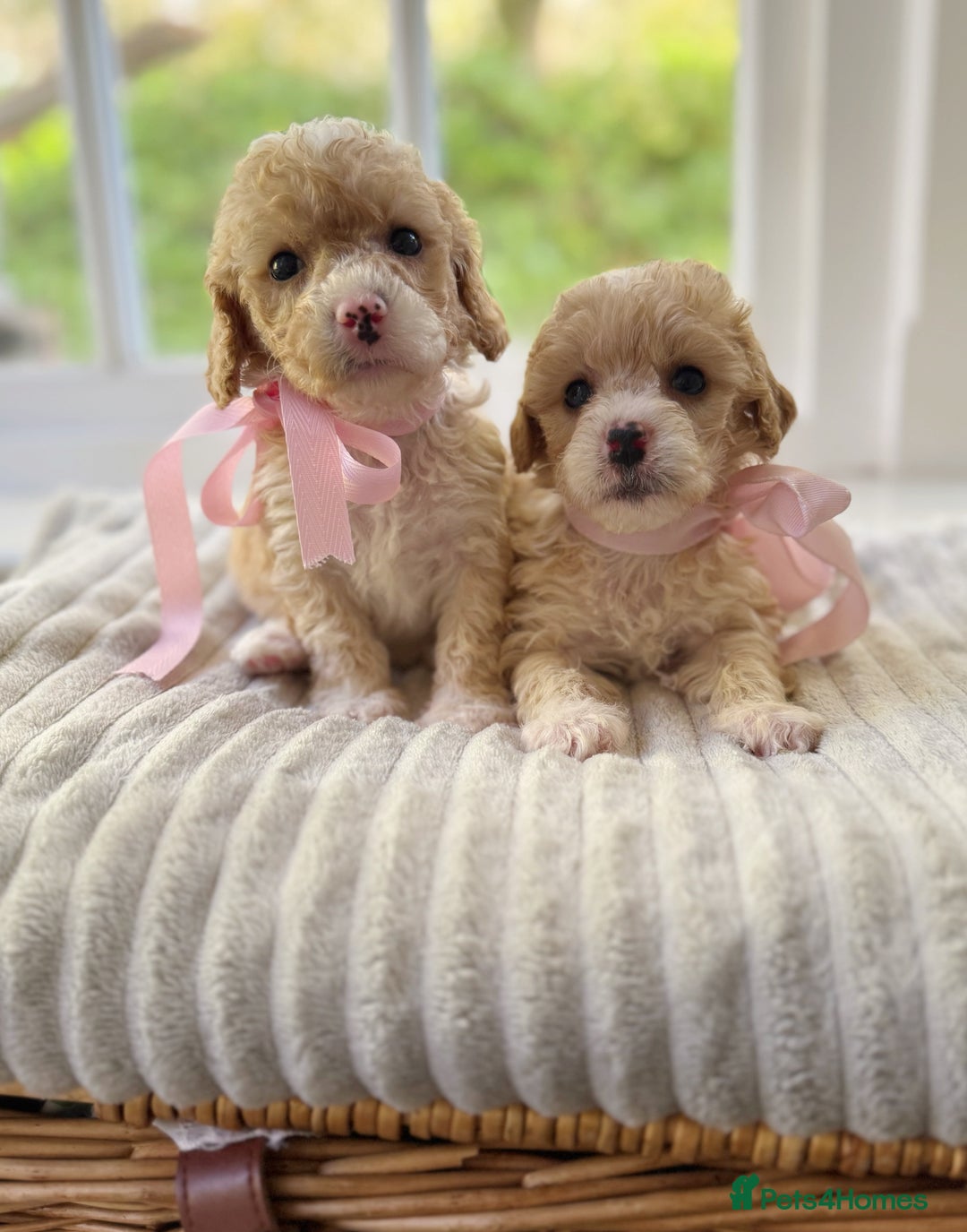 Cavapoochon dogs for sale: Cavapoochon puppies - Image 14