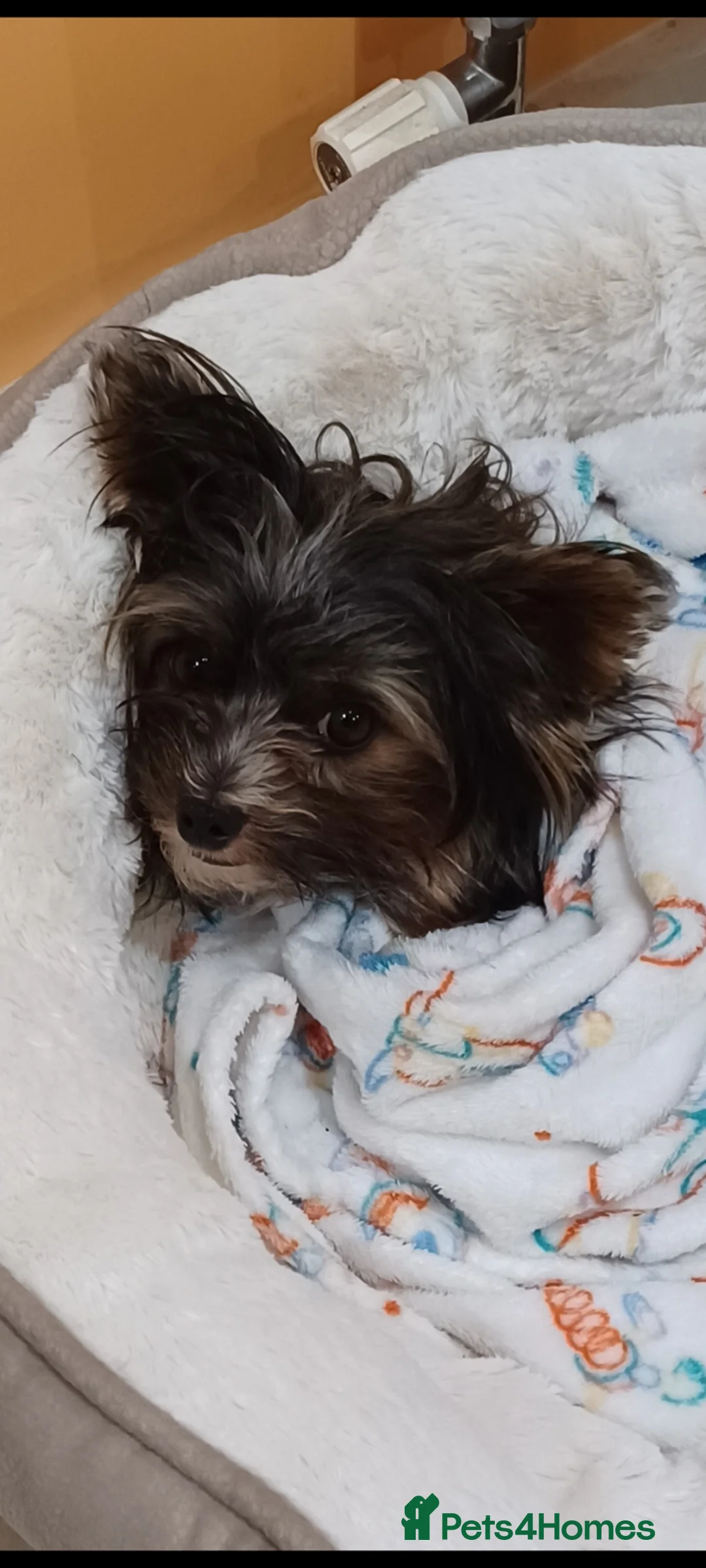 Biewer Terrier dogs for stud: Purebred Pedigree Biewer Terrier Proven Stud in Merthyr Tydfil - Advert 35