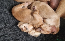Cocker Spaniel dogs for sale: Working Cocker Spaniel Puppies for Sale - Image 4