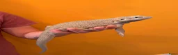 Bearded Dragon reptiles for sale: Hypo Trans Zero bearded dragon + full set up in Winchester - Advert 5