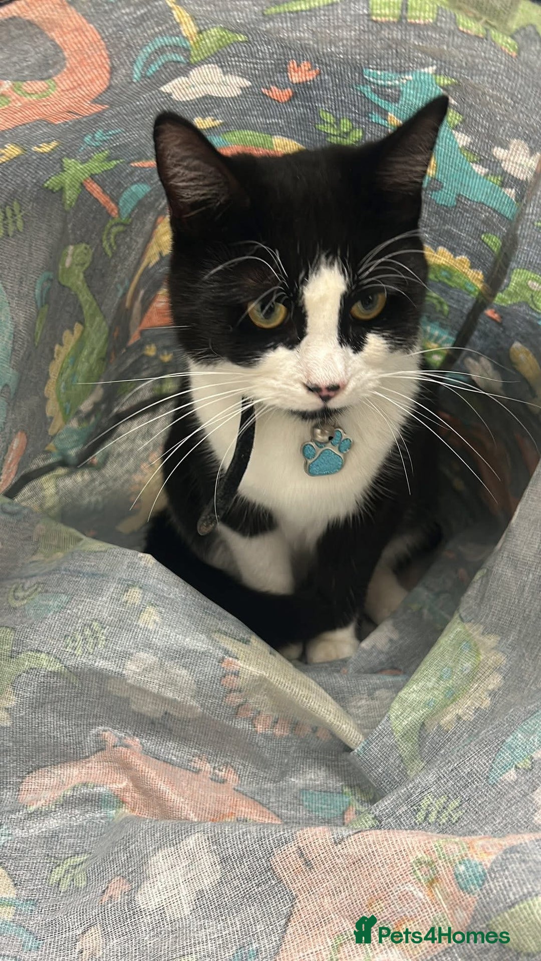 Domestic Shorthair cats for sale: 2 male cats. 16 months old brothers - Image 2