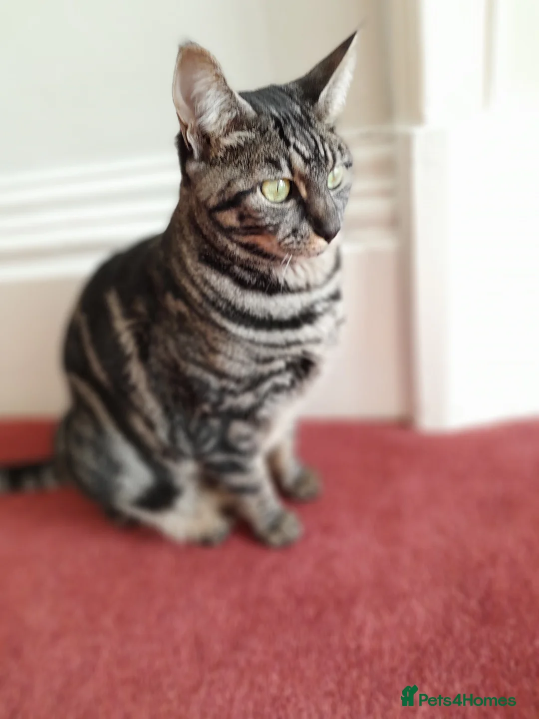 Savannah cats for sale: TICA Reg F4 Silver & Black Marbled Savannah  - Advert 9