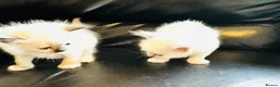 Ragdoll cats for sale: GCCF Registered Ragdolls - Advert 7