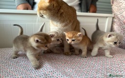 British Shorthair cats for sale: British Shorthair Golden & Bluegolden kitten GCCF - Image 17