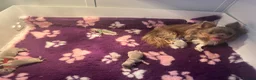 Chihuahua dogs for sale: Beautiful Lilac tri Chihuahua puppies KC  - Advert 3