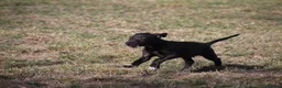 Mixed Breed dogs for sale: Beddy whippet second generation in Poulton-le-Fylde - Advert 10