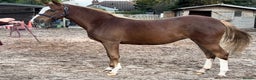 Welsh Section B horses for sale: Lovely Welsh B Filly for sale  - Advert 3