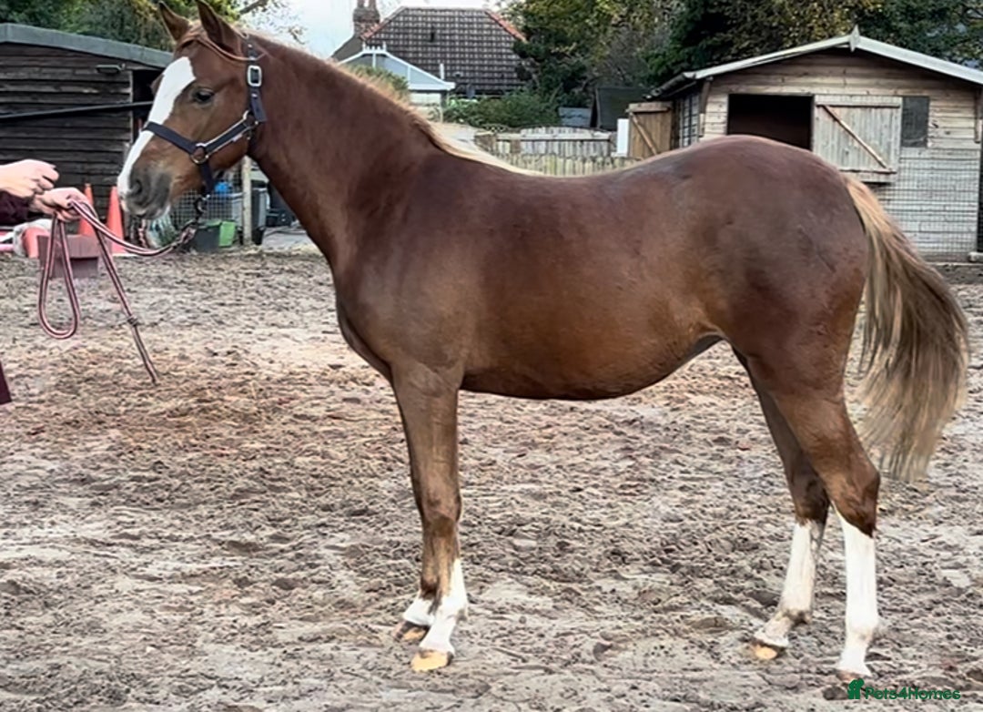 Welsh Section B horses for sale: Lovely Welsh B Filly for sale  - Advert 3