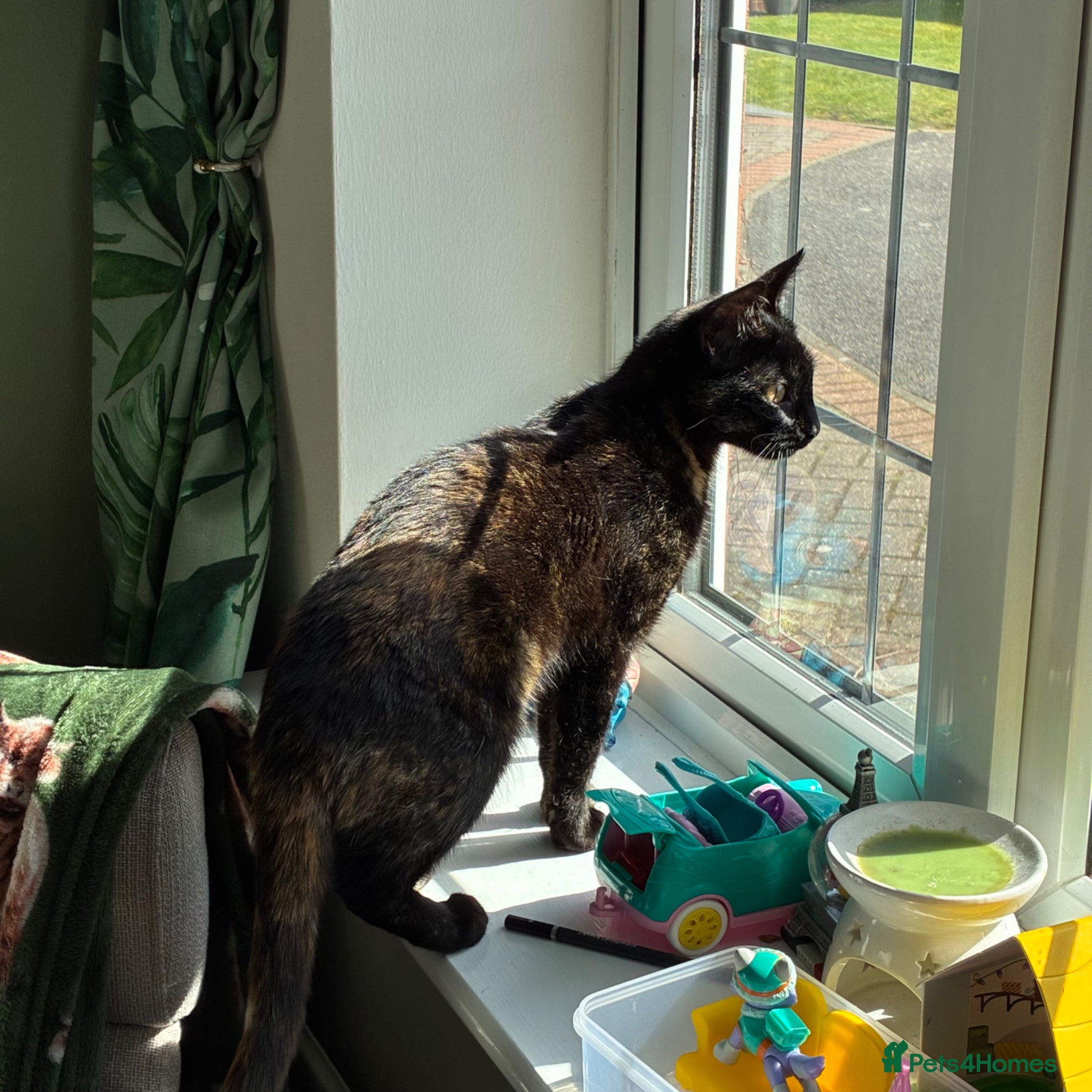 Mixed Breed cats Kitten for sale  - Advert 1
