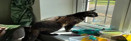 Mixed Breed cats for sale: Kitten for sale  - Advert 1