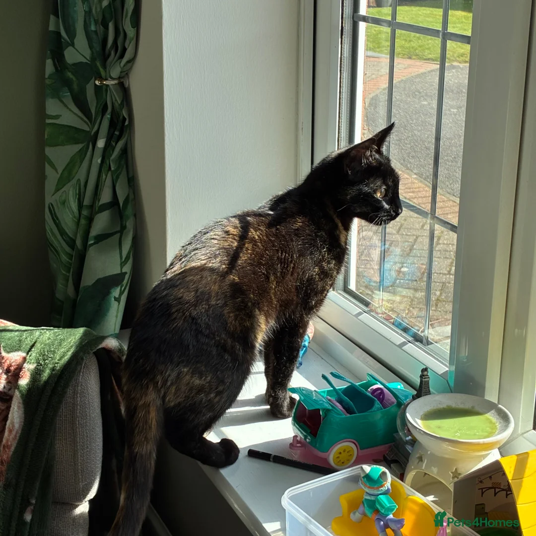 Mixed Breed cats for sale: Kitten for sale  - Advert 1