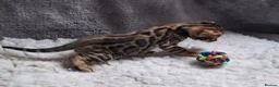 Bengal cats for sale: Traditional brown Bengal - Advert 2