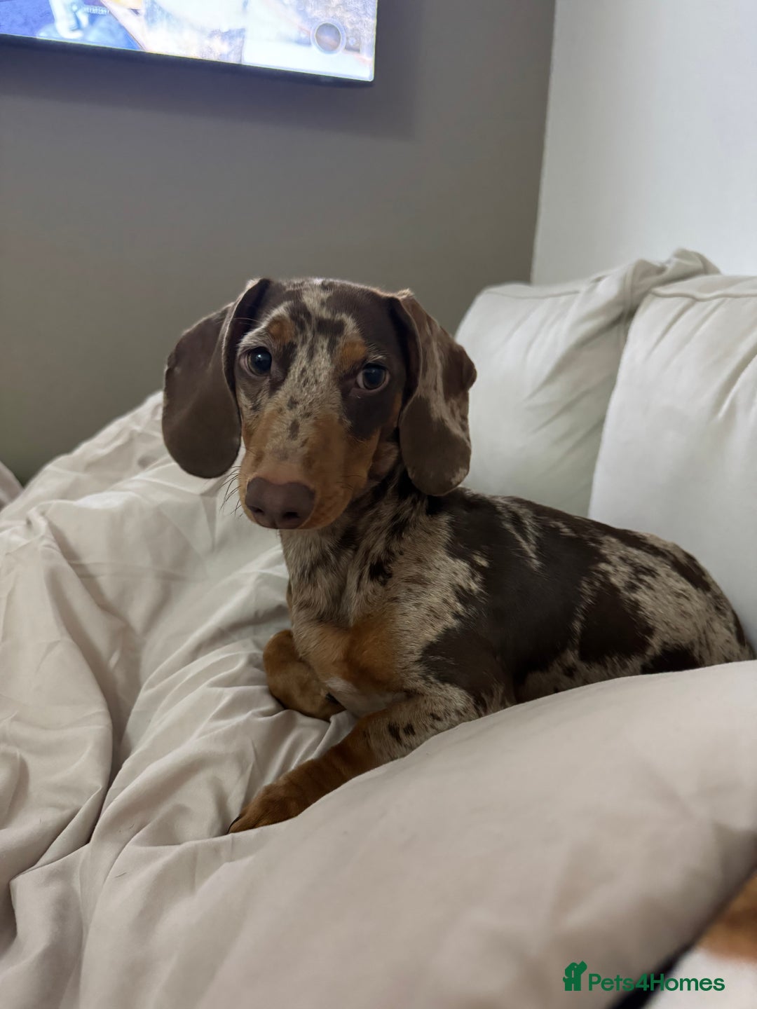 Miniature Dachshund dogs for stud: For stud  - Advert 2