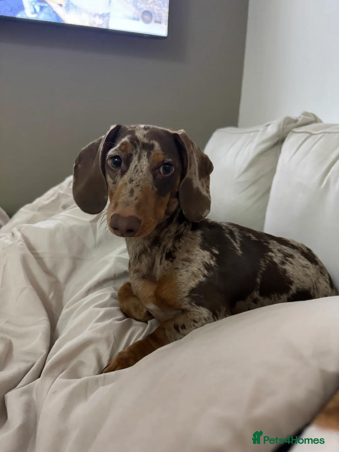 Miniature Dachshund dogs for stud: For stud  - Advert 2