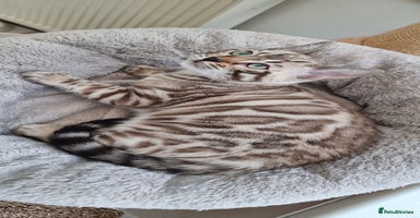 Bengal cats 1 left! TICA Reg Bengal Kittens–Ready NOW! - Advert 8