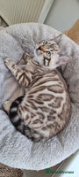 Bengal cats 1 left! TICA Reg Bengal Kittens–Ready NOW! - Advert 4