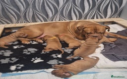 Dogue De Bordeaux dogs for sale: Dogue De Bordeaux Puppies-Champion Bloodlines - Image 10